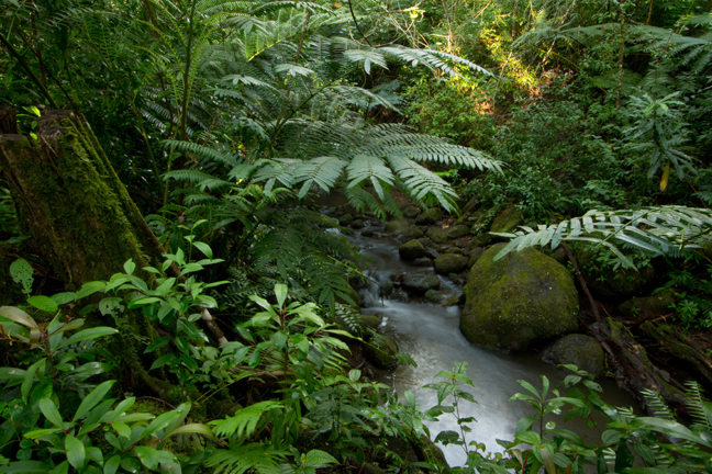 Manoa Forest, Oahu