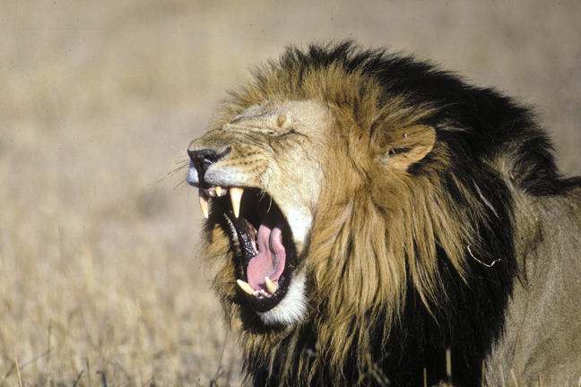 Black-maned Lion yawn, Masai Mara Game Reserve