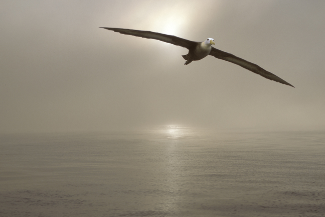 Waved Albatross, Galapagos Islands, Ecuador