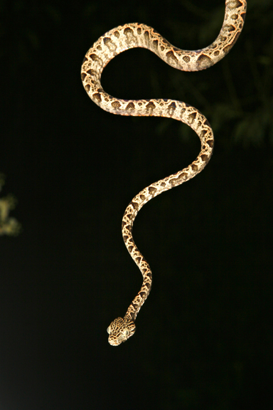 Amazon Tree Boa, Peru