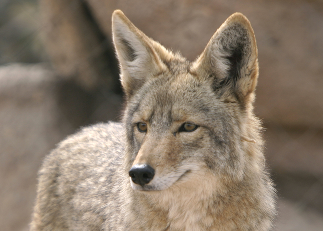 Coyote, Sonoran Desert, Arizona
