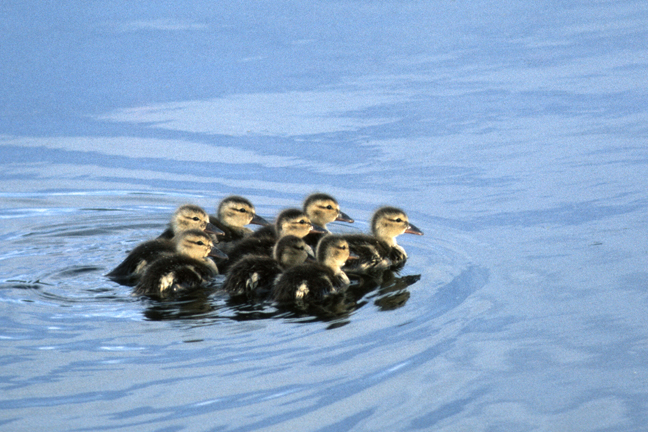 Duckling flotilla, Ruby Valley, Nevada