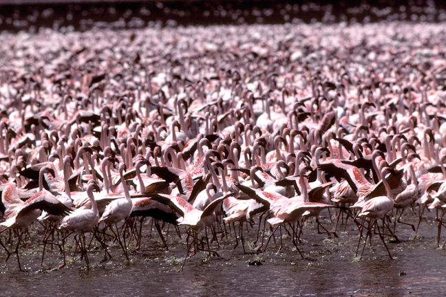 Flamingos, Lake Nakuru, Kenya