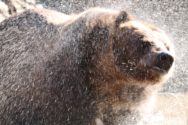 Grizzly Bear shaking off water, Bronx Zoo