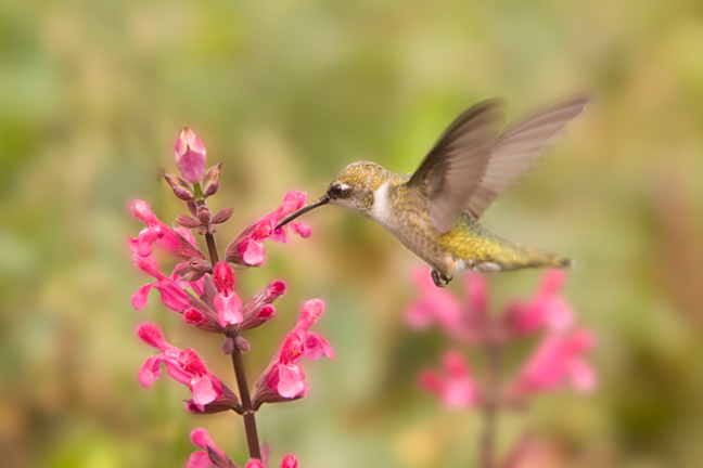 Ruby Throated Hummingbird Long Island