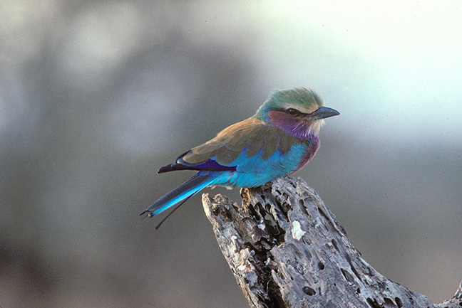 Lilac breasted Roller, Okavango Delta, Botswana