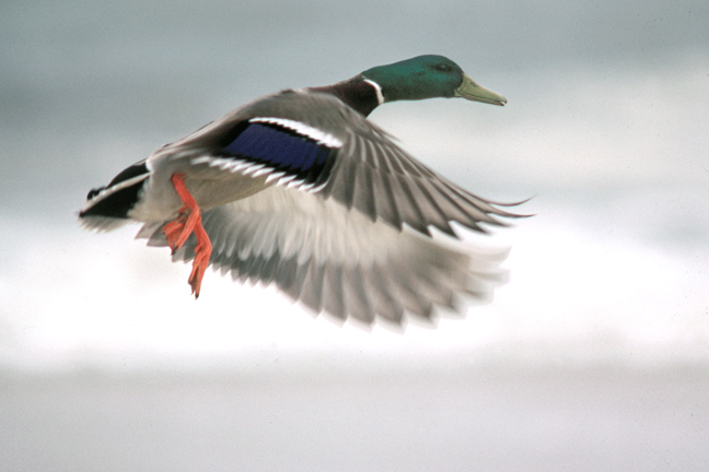Mallard in flight, Tobay Beach, Long Island, New York