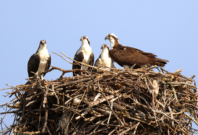 Crowded Osprey Nest, Long Island