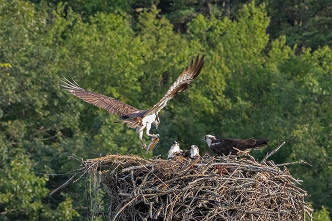 Osprey father bringing in fish to nest, Sunken Meadow