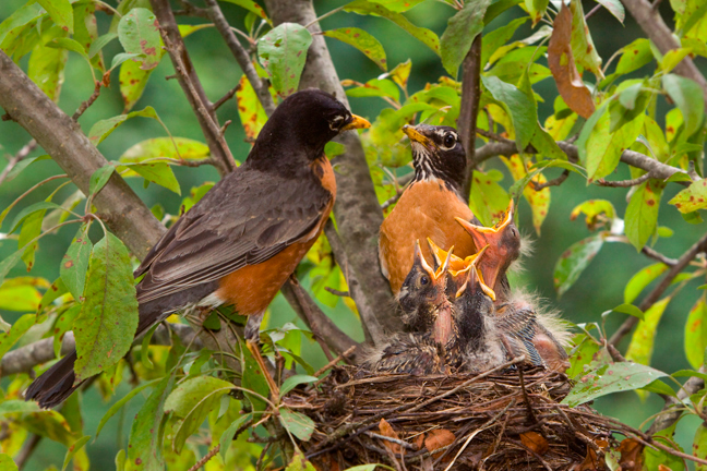 Robin Family Long Island