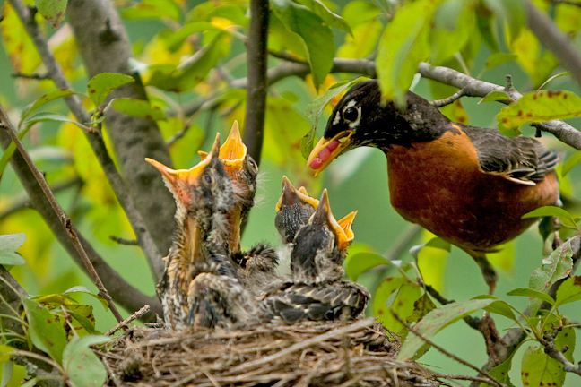 Robin Family Long Island