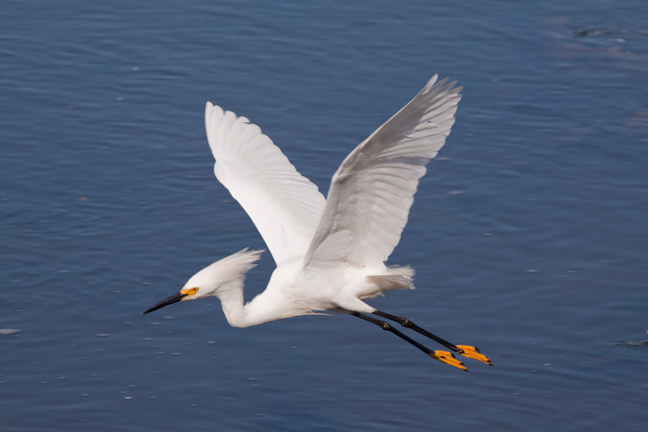 Snowy Egret in Flight, Sunken Meadow Park, Long Island