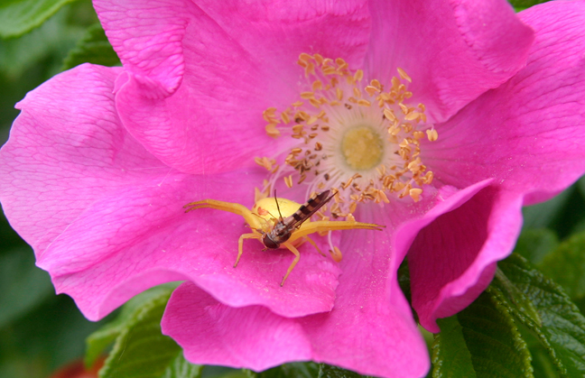 Spider and the Fly, Maine