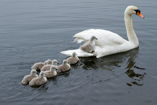 Cygnet riding on mother's back, Cold Spring Harbor