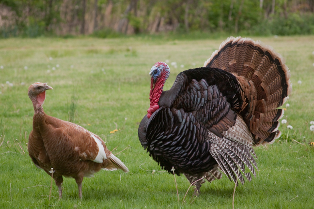 Turkey Courtship, Cold Spring Harbor