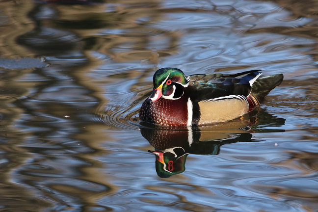 Wood Duck, New York