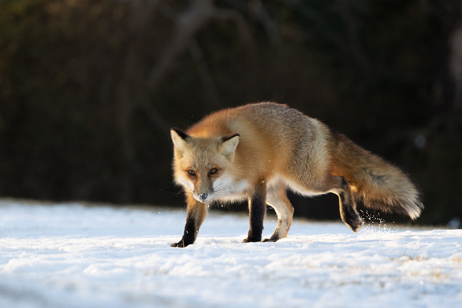 Red Fox in snow, Long Island