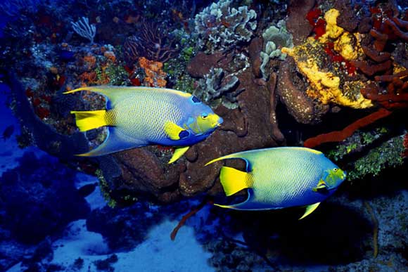 Angelfish, Cozumel, Mexico