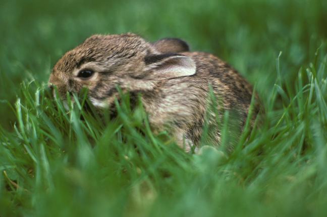 Baby Bunny, Huntington, New York