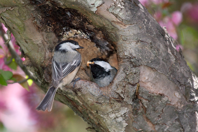 Black capped chickadees, Long Island, New York