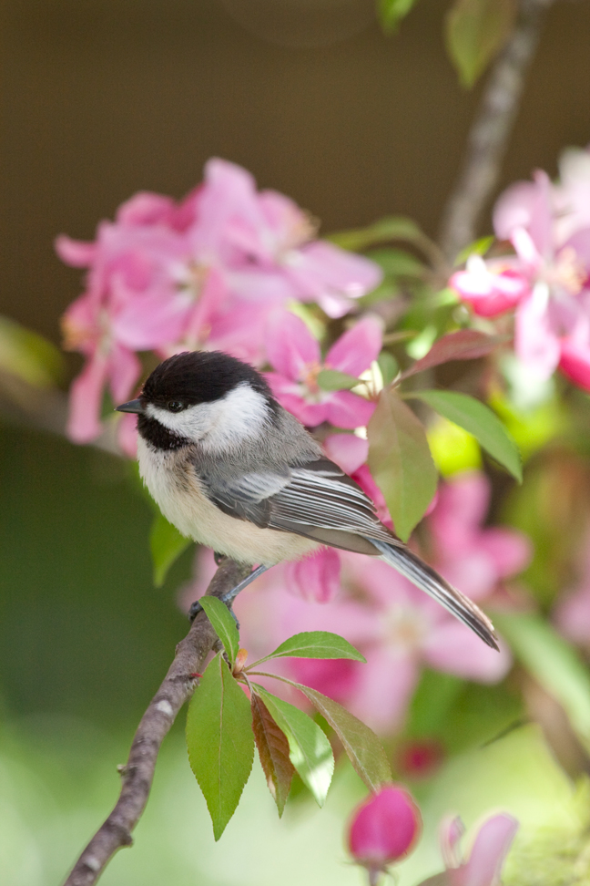 Black capped chickadee, Long Island, New York