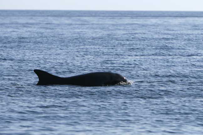 Bottlenose dolphin, Dingle peninsula, Ireland