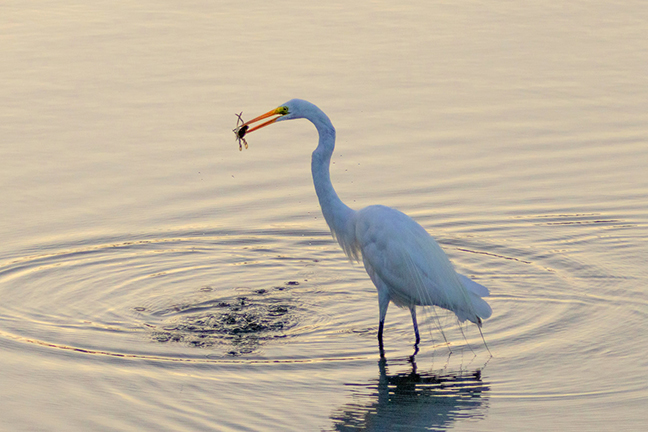 Egret captures crab, Long Island