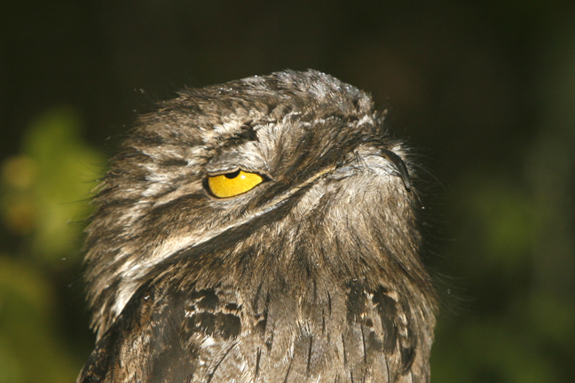 Great Potoo, Amazon Rainforest, Peru