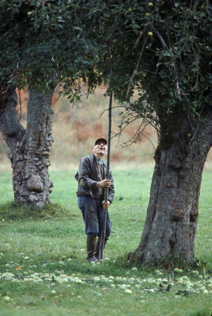 Apple Knocker, Catskills, New York